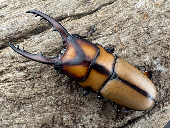 【WD】《スツラリスノコギリ 海南省産 41.5mm ペア》