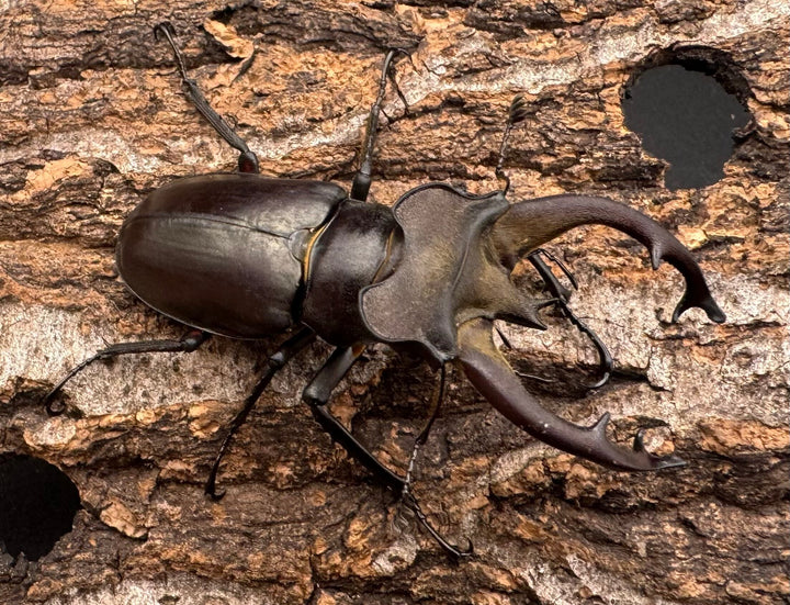 【WD】《フライミヤマクワガタ 61.5mm ペア》