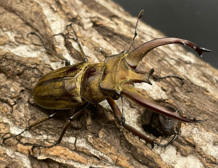 【WD】《ビクトリウスミヤマクワガタ 60mm ペア》