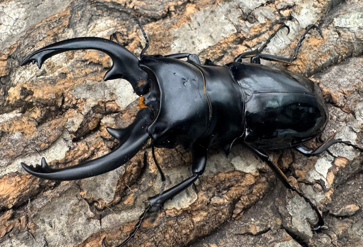 【WD】《インターメディアツヤクワガタ ネグロス産 91mm ペア》