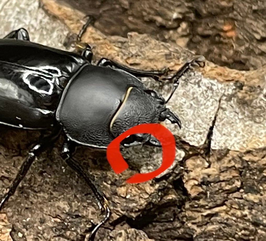 【WD】超貴重種《スピネウスノコギリクワガタ 36mmUP ペア B品》