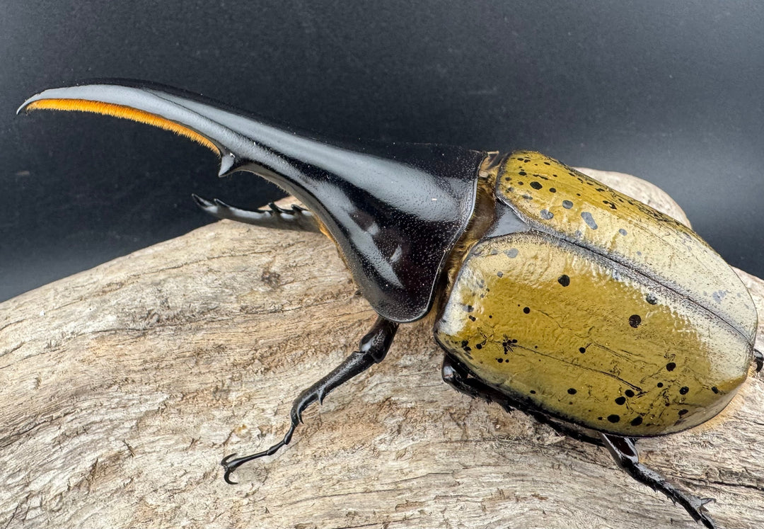 《ヘラクレス・ヘラクレス 133mm ♂単》