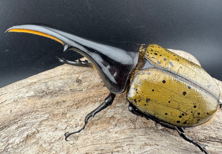 《ヘラクレス・ヘラクレス 133mm ♂単》