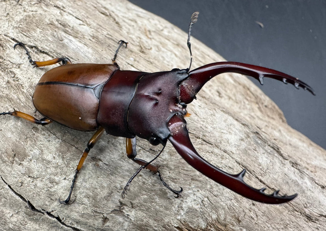 【WD】《アスタコイデスノコギリ ベンクール産 58.5mm ペア》