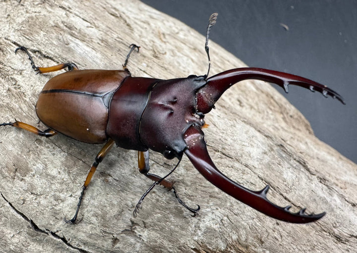 【WD】《アスタコイデスノコギリ ベンクール産 58.5mm ペア》