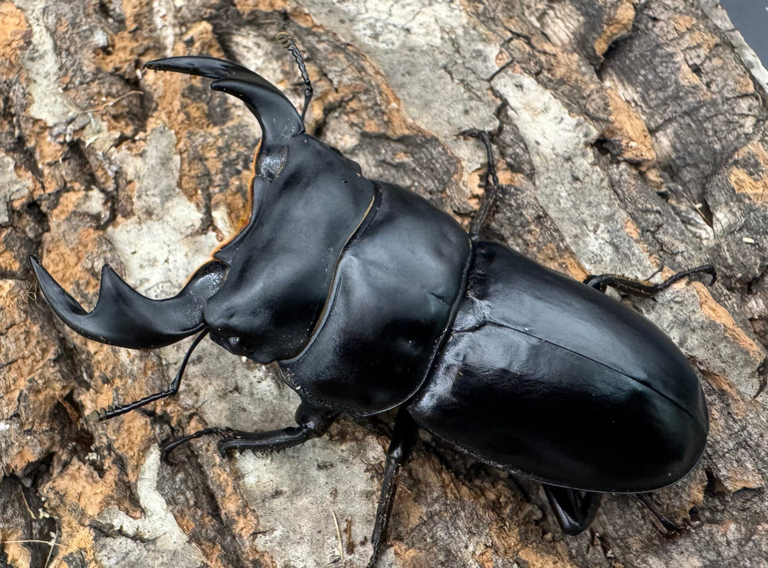 【WF1】《マレーアンタエウス ケランタン産 73mm ペア》