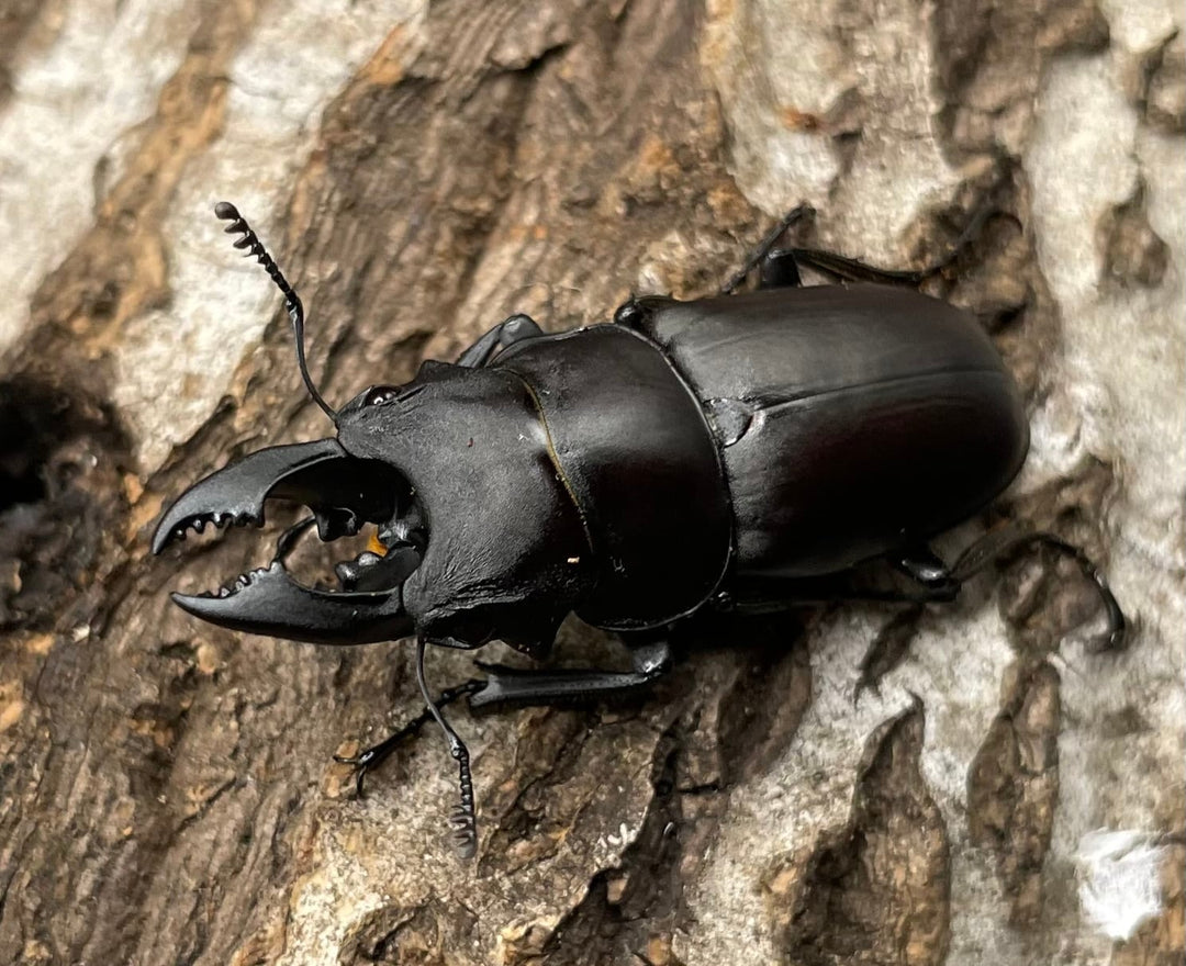 【WD】《オーエンノコギリクワガタ中国亜種melli 36.4mm ♂♀B品♀トリオ》