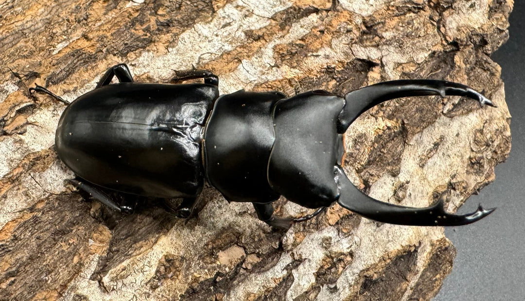 【WD】《ブラナウンコクワ 貢山産 61mm ペア》