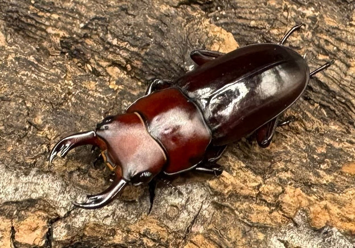 【WD】《モートゥオセスジ原名亜種 ペア》