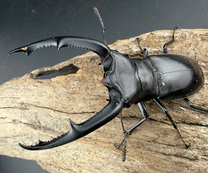 【WD】《マンディブラリスフタマタ 91mm ペア》