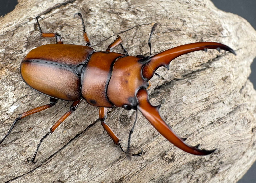 【WD】《アスタコイデスノコギリ ssp. 貴州省産 44.5mm ペア》