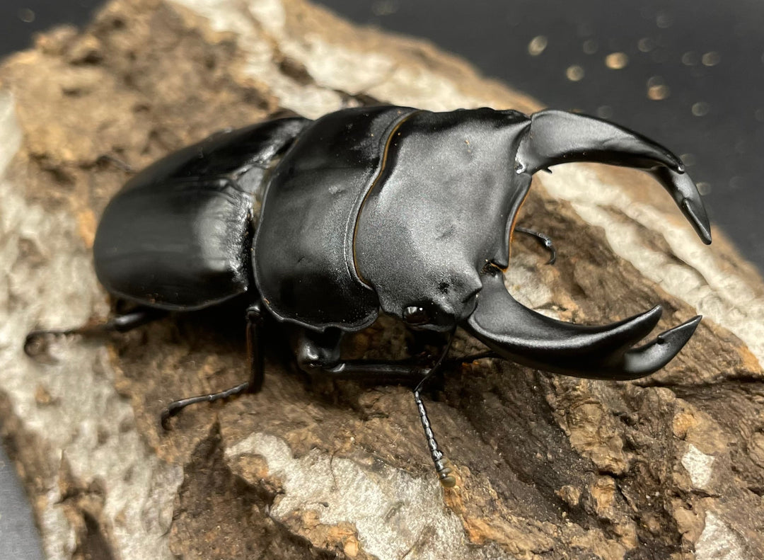 《ホペイオオクワガタ G70血統 76mm ペア》