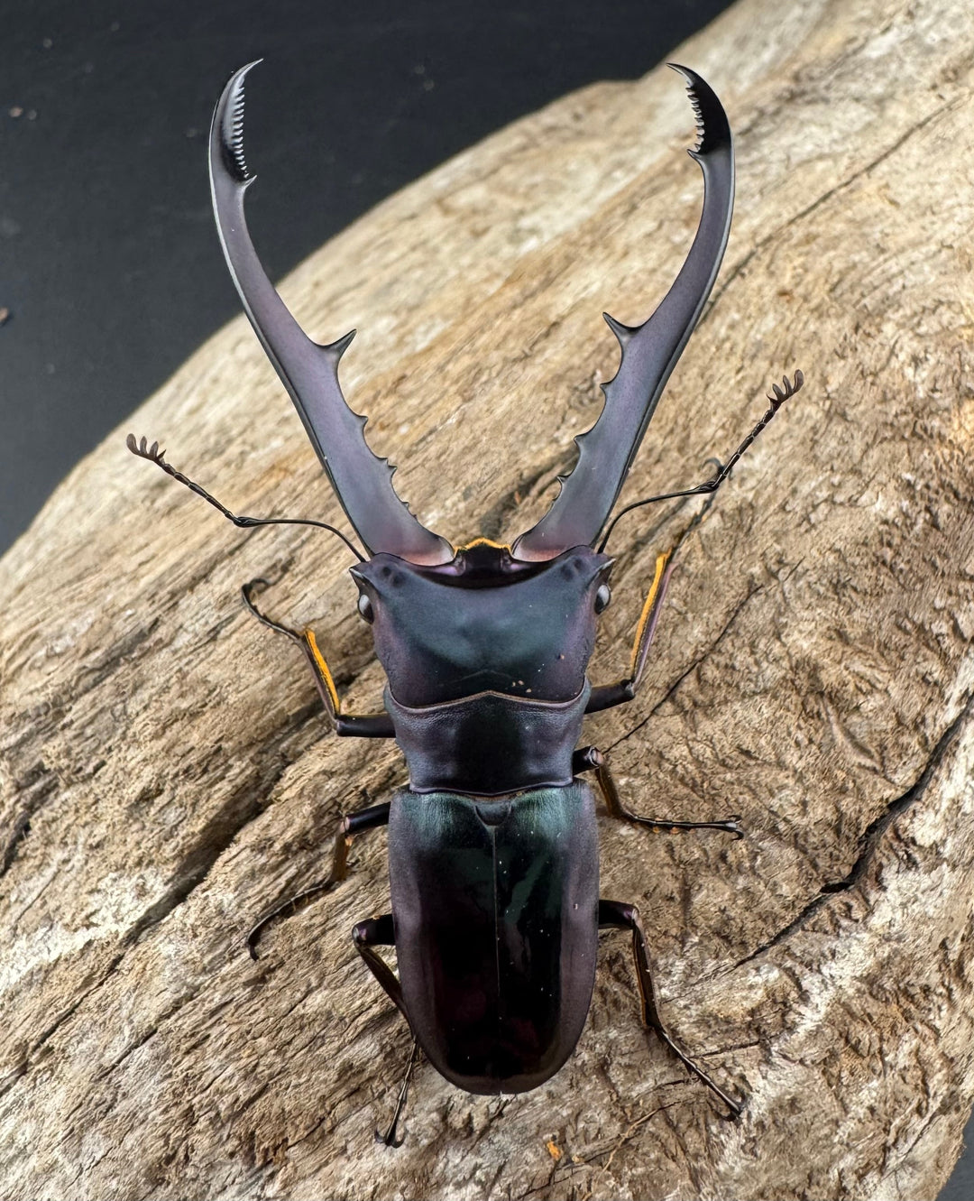 【美麗】《メタリフェルホソアカ亜種finae 65mm ペア》わたくわ氏ブリード個体