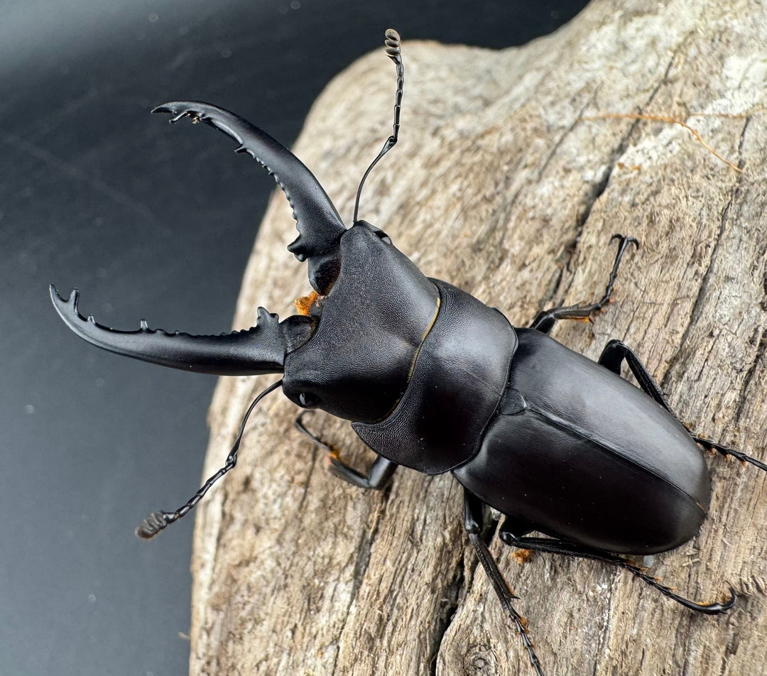 【WD】《トンキンノコギリヒラタ 海南省産 49.5mm ペア》