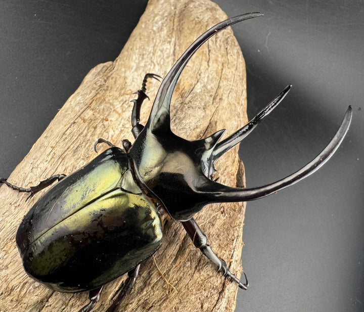 【WD】《ミンダナオアトラスオオカブト マラグサン産 97.5mm ペア》