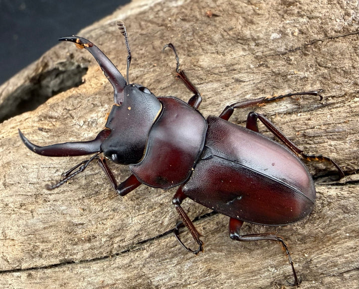 《ミシマコクワガタ 硫黄島産 31mm ♂♀♀トリオ》