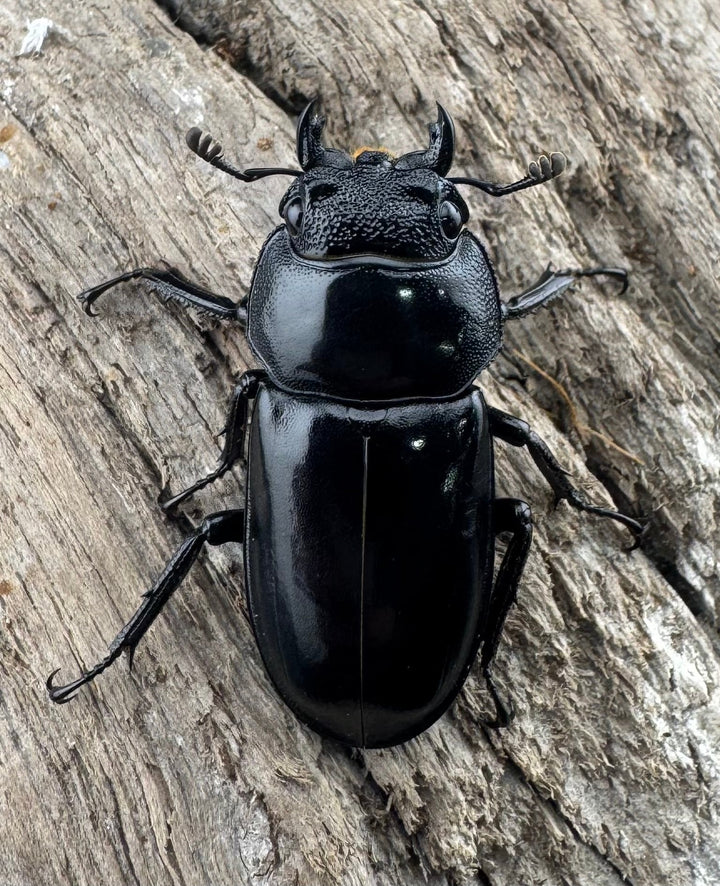 【WD】《ボイレアウシカ 50mm ペア》