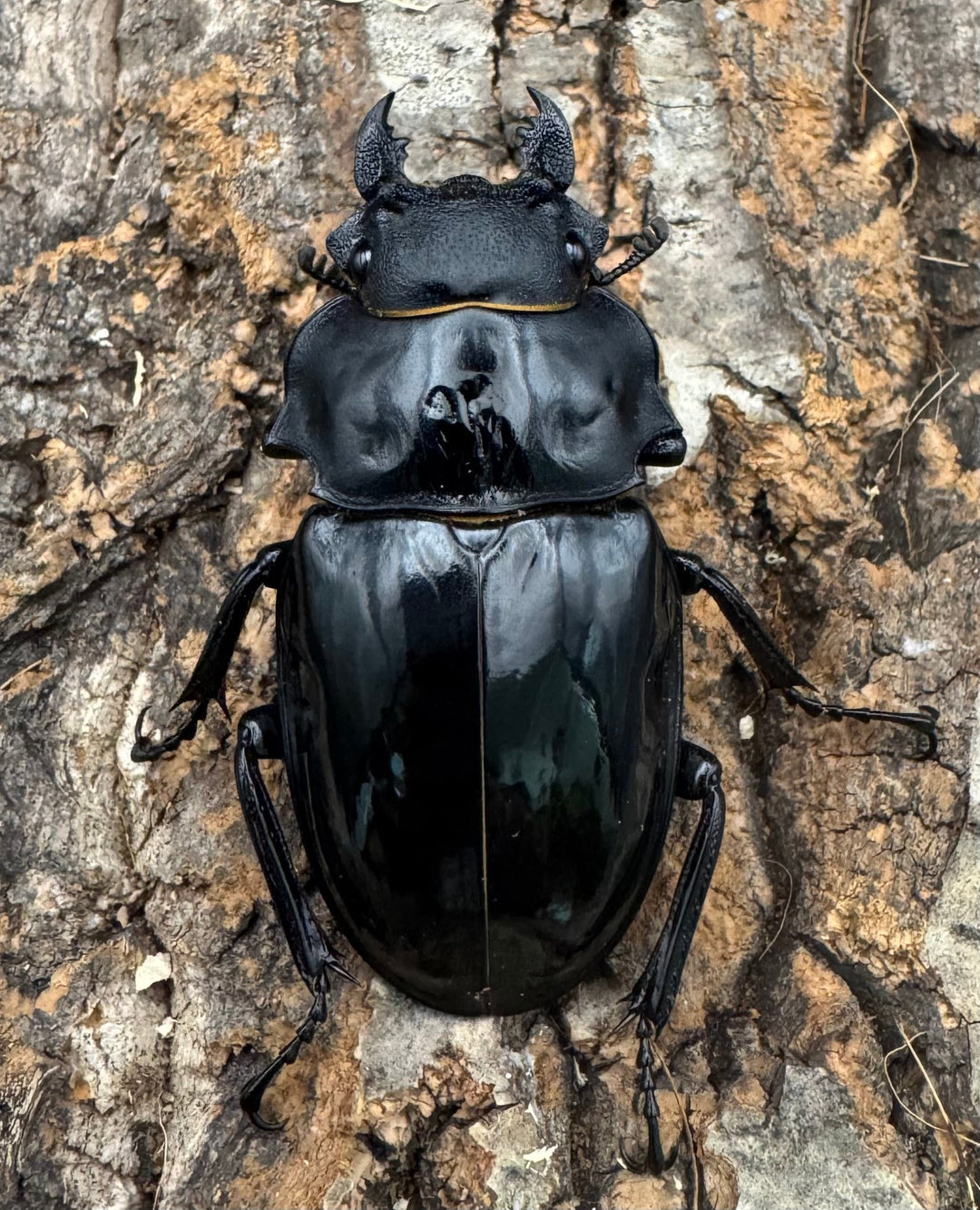 【WF1】《インターメディアツヤクワガタ 94mm ペア》