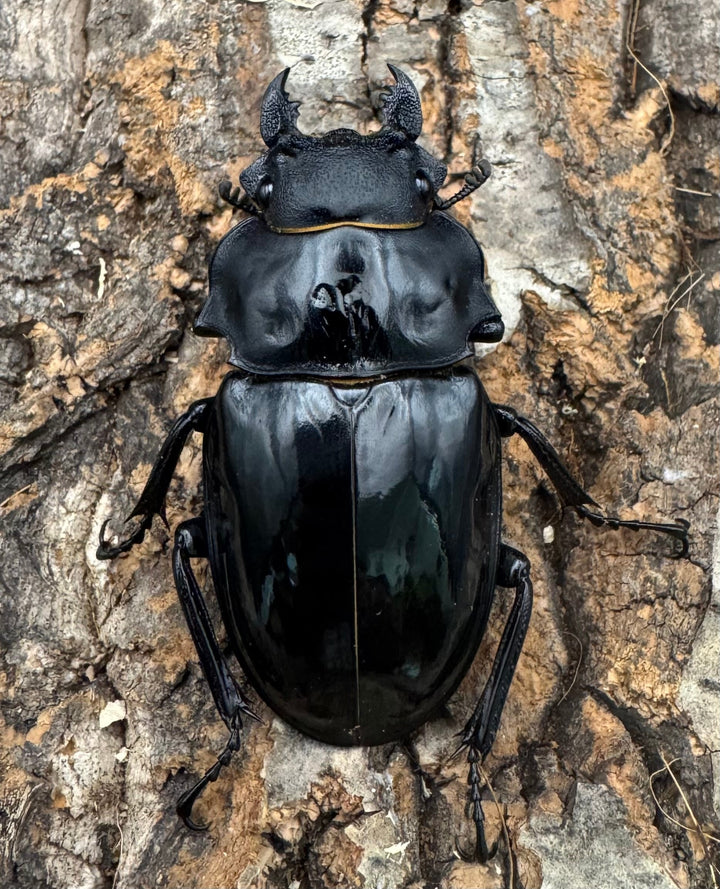 【WF1】《インターメディアツヤクワガタ 94mm ペア》