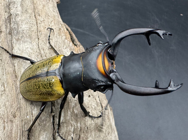 【WD】《スペクタビリスツヤクワガタ 71mm ペア》