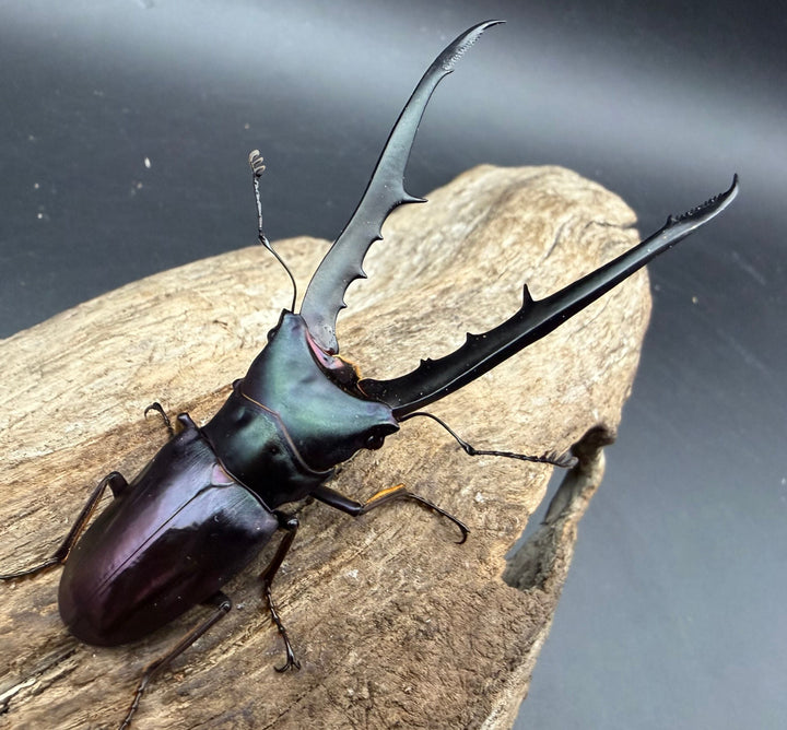 《メタリフェルホソアカ亜種フィナエ パープル系 78.5mm ペア》