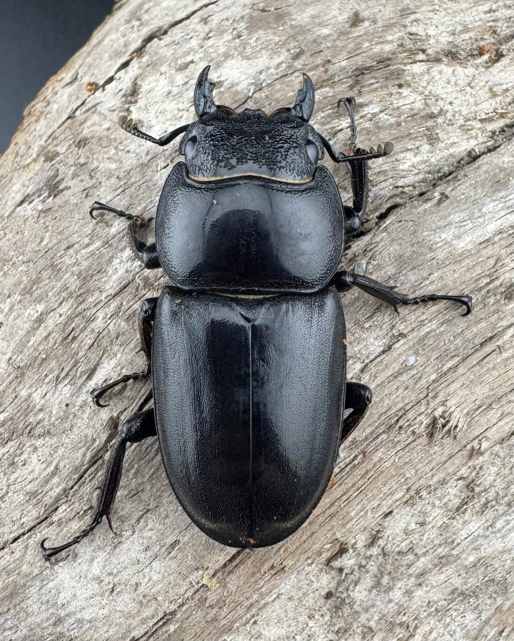 【WD】ロングホーン《パラワンオオヒラタ 84mm ペア》