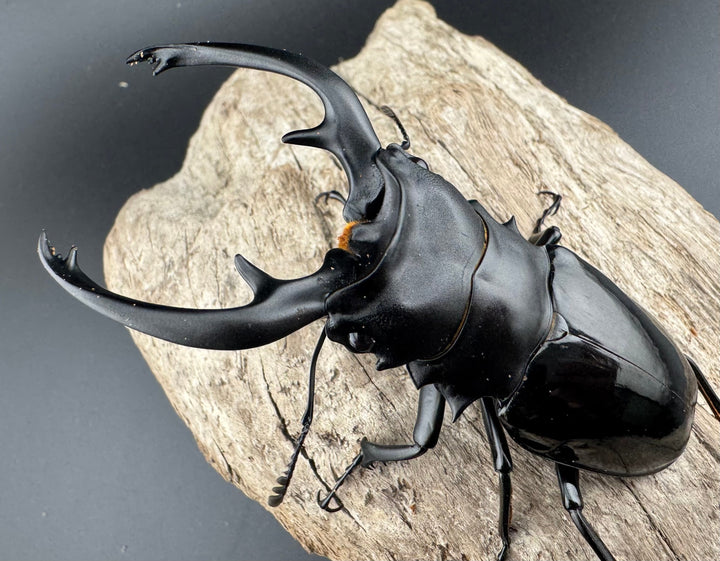 【WD】良型《インターメディアツヤクワガタ パラワン産 90mm ペア》