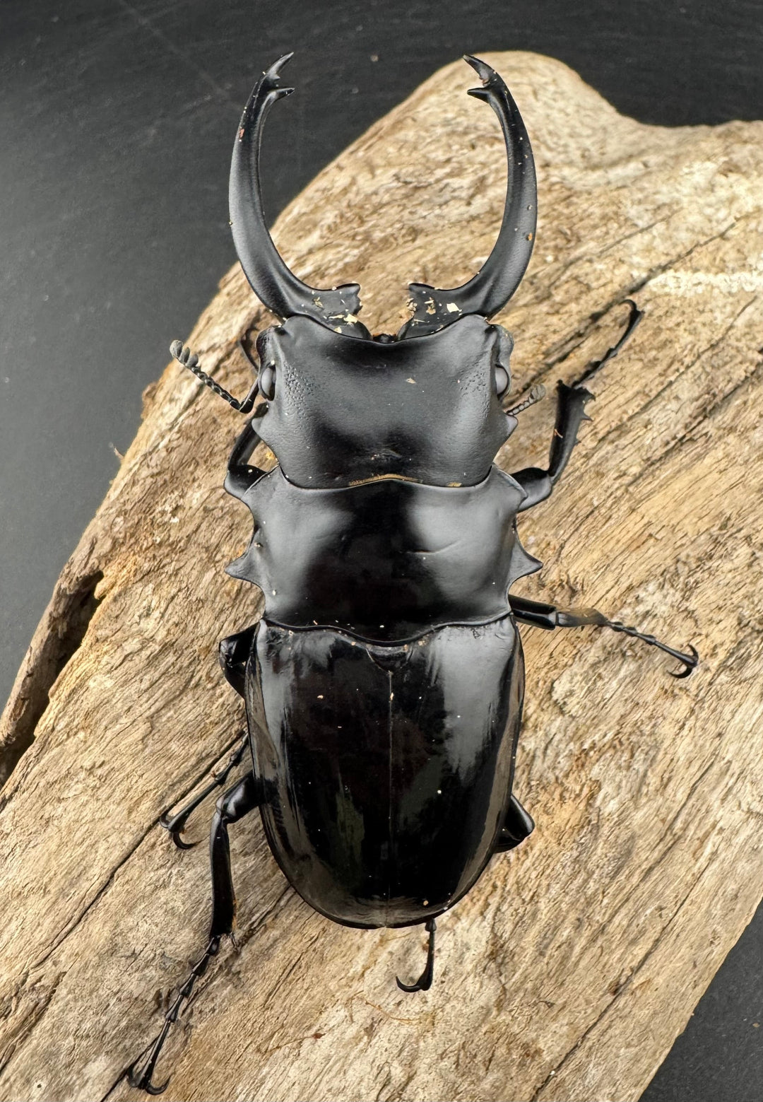 【WD】《ダールマンツヤクワガタ亜種セレベンシス 84.5mm ペア》