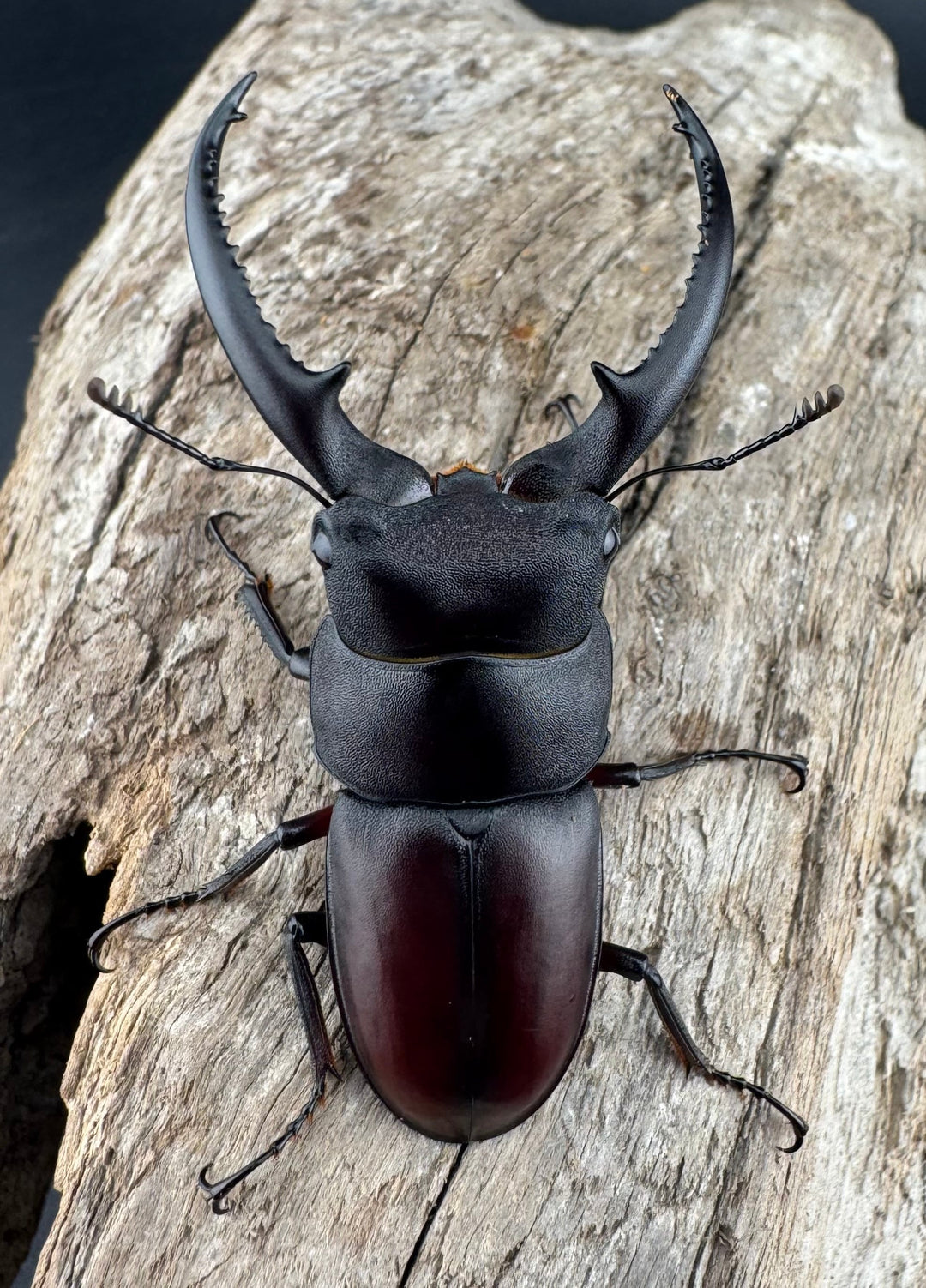 【WD】《アンドレアスノコギリヒラタ 中国産 51.5mm ペア》