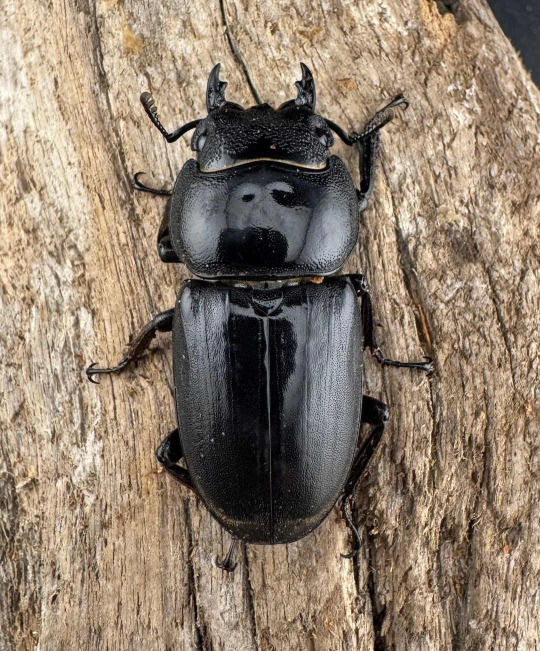 【WD】大型《ミンダナオヒラタ マラグサン産 94mm ペア》