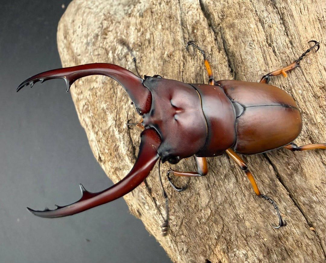 【WD】《アスタコイデスノコギリ ベンクール産 65mm ペア》