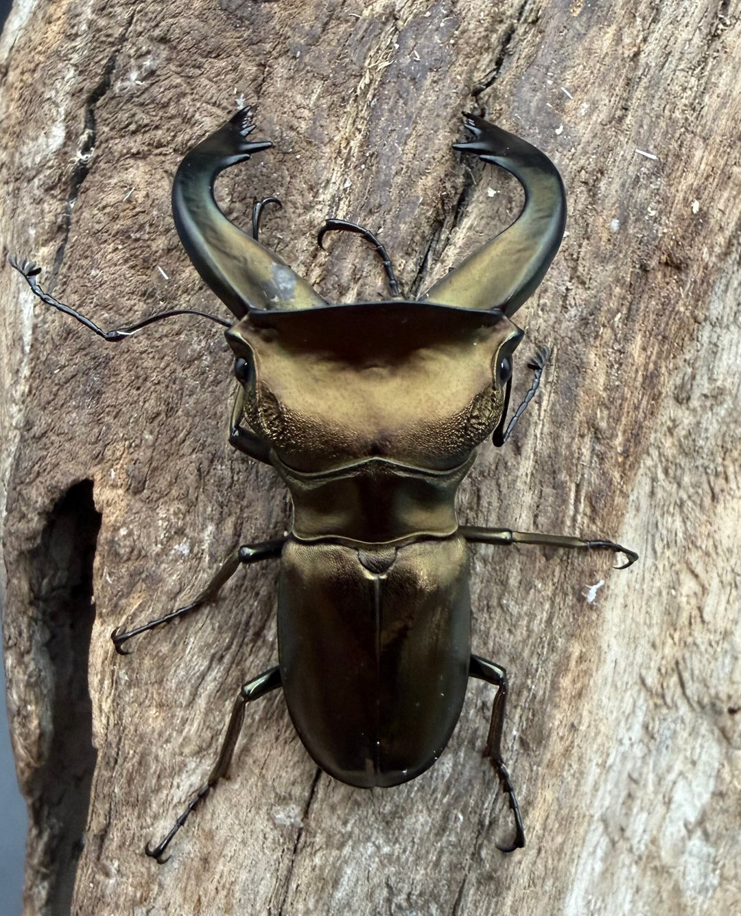《スぺキオススホソアカ ベララベラ産 54mm ♂♀♀トリオ》