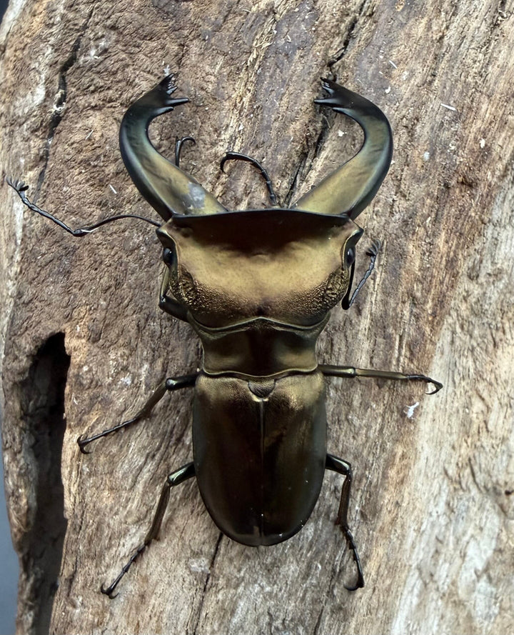 《スぺキオススホソアカ ベララベラ産 54mm ♂♀♀トリオ》