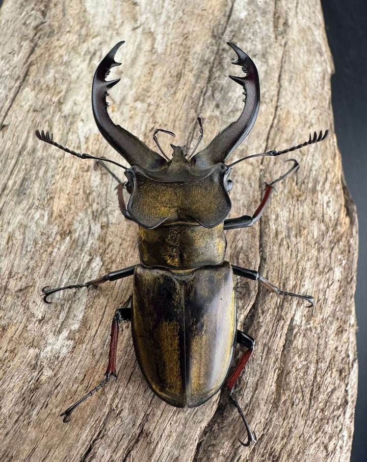 【WD】《チェンミヤマ メトク産 54.5mm ペア》