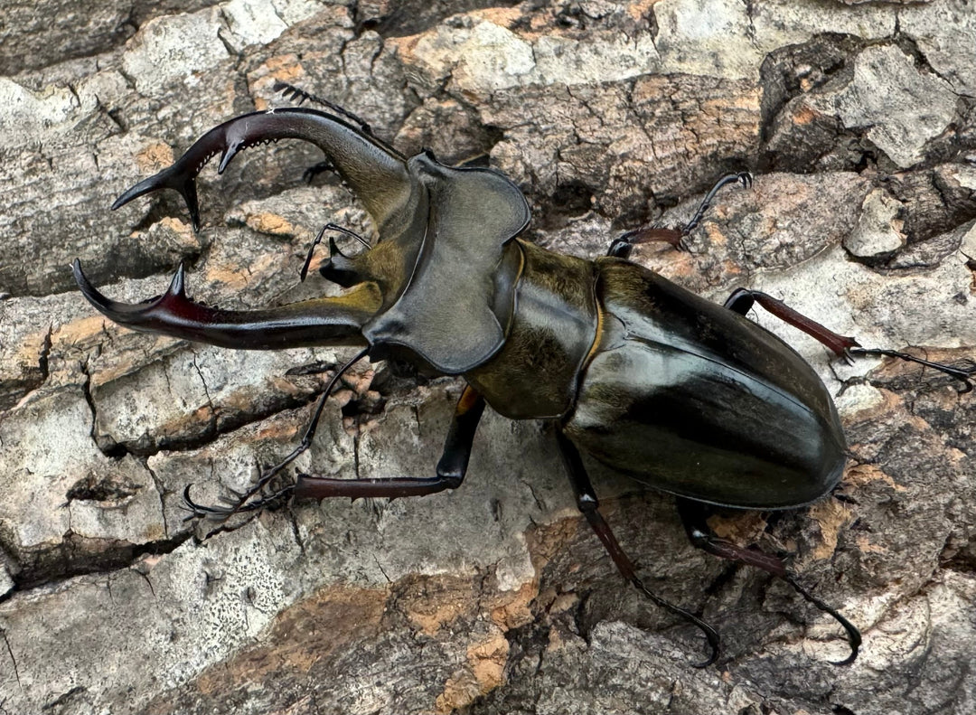 【WD】《チェンミヤマ 69.5mm ペア》