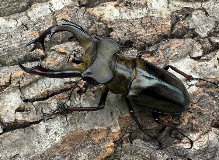 【WD】《チェンミヤマ 69.5mm ペア》