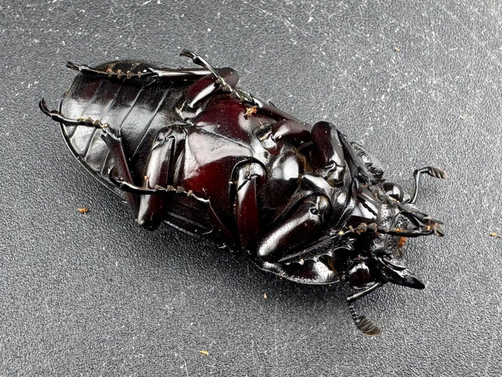 【赤目】《赤レギウスオオツヤクワガタ 61mm ペア》