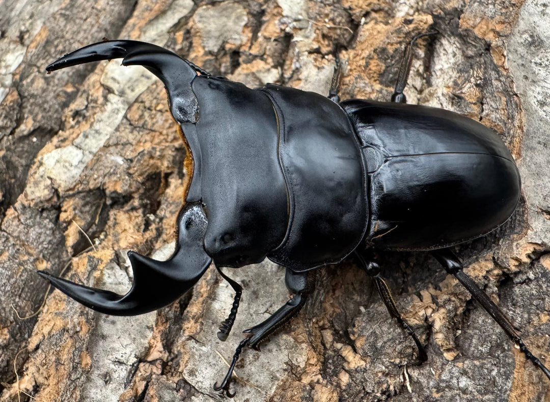 【WF1】《マレーアンタエウス ケランタン産 71.5mm ペア》