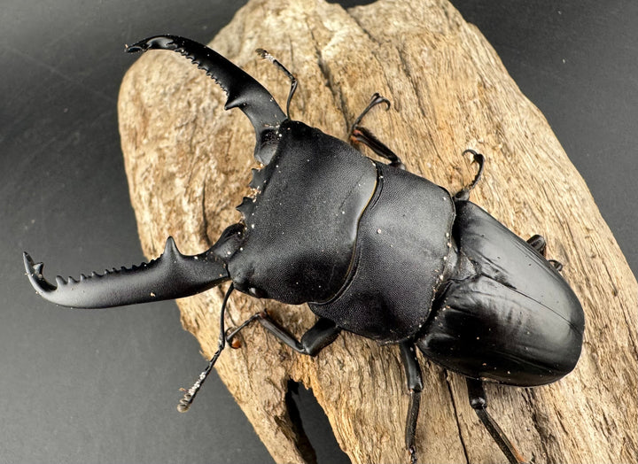 【WD】ロングホーン《パラワンオオヒラタ ガントン産 93mm ペア》