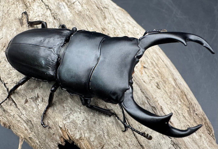 【WD】《パリーオオクワ パロロ パル産 72.5mm ペア》