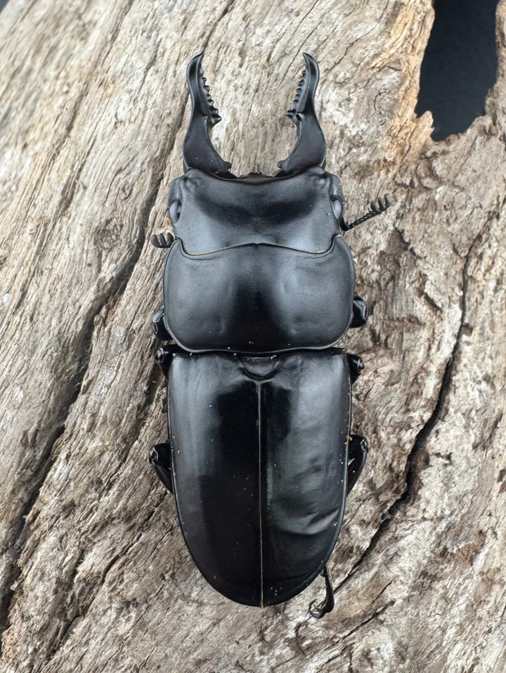 【WF3】《セリコルニスノコギリ 50.5mm ♂単》