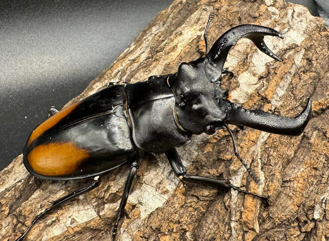 【WD】《セアカフタマタ（パリーフタマタ） 80mm ペア》