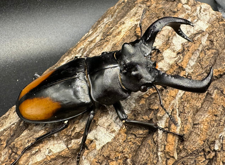 【WD】《セアカフタマタ（パリーフタマタ） 80mm ペア》