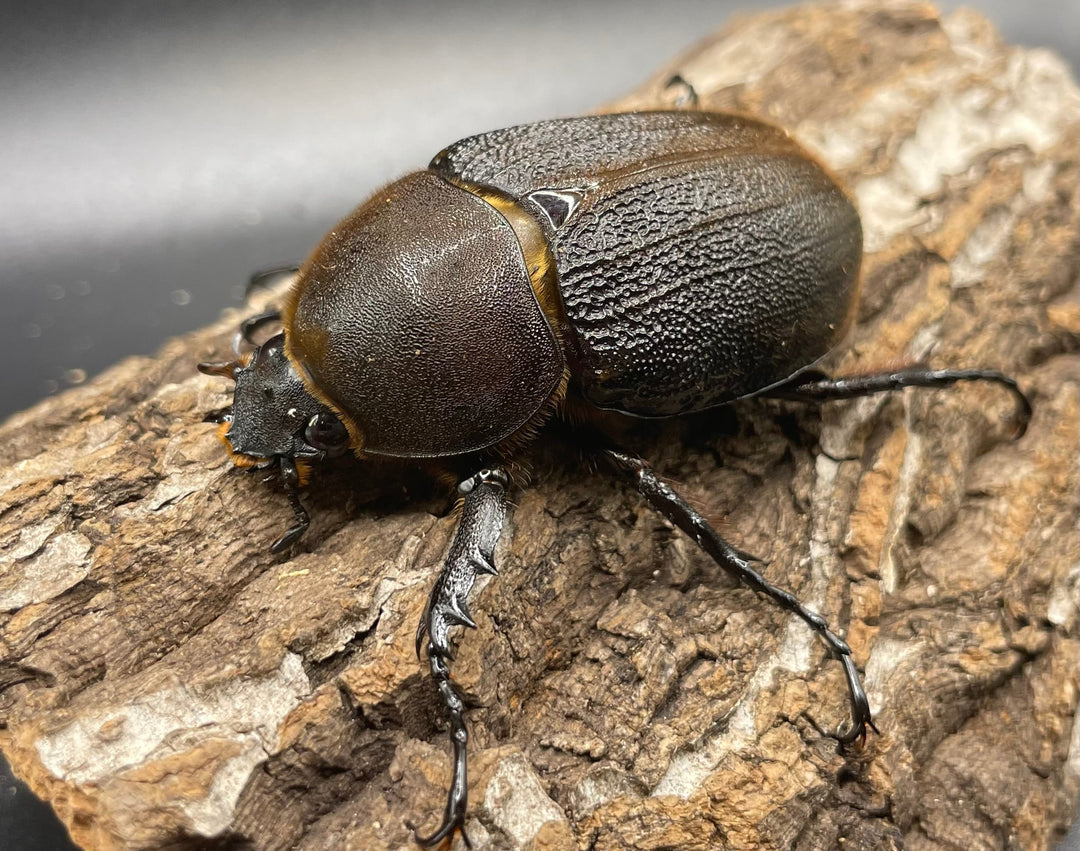 即ブリ《ヘラクレス・ヘラクレス 146mm ペア》