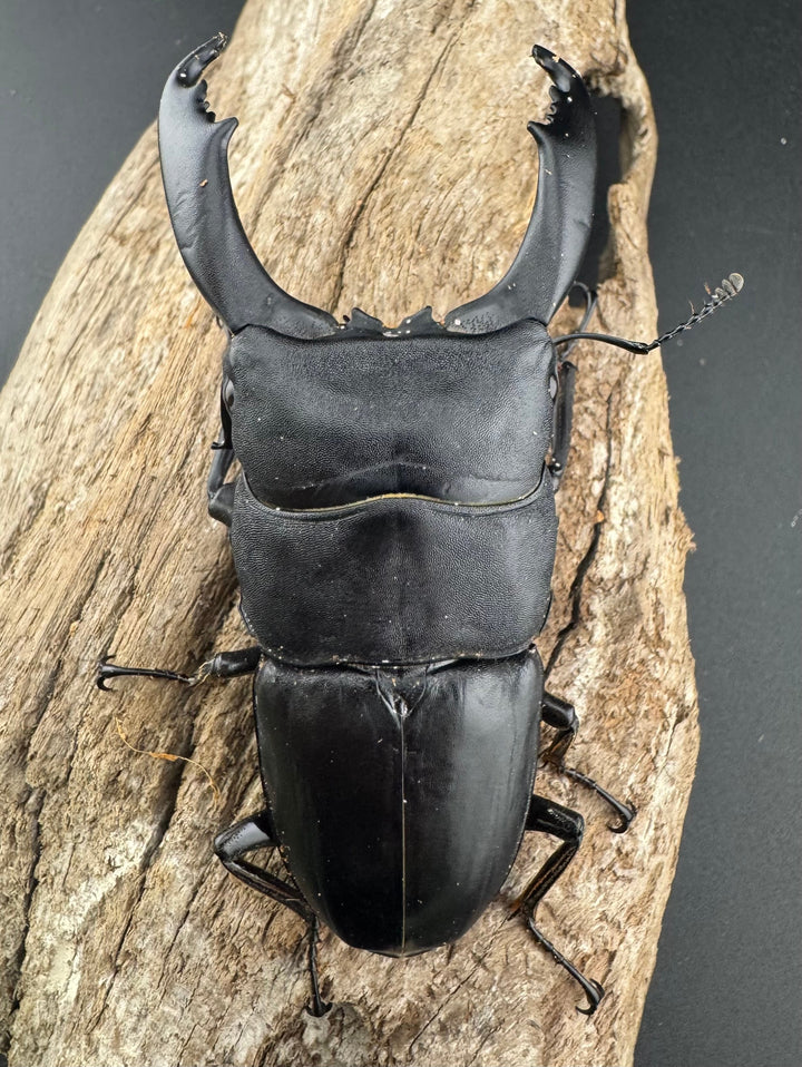 【WD】《ブルーダンヒラタクワガタ 88mm A'品ペア》