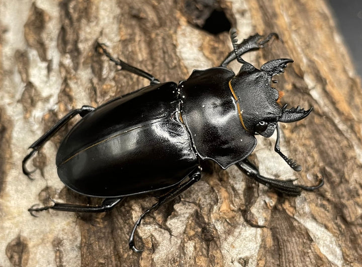 【WD】《アルケスツヤクワガタ ♀単》