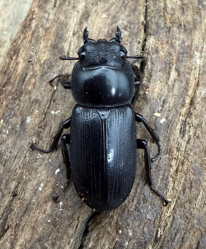 【WD】《ヤクシャオオクワ亜種gracilicornis 23mm ♀単》