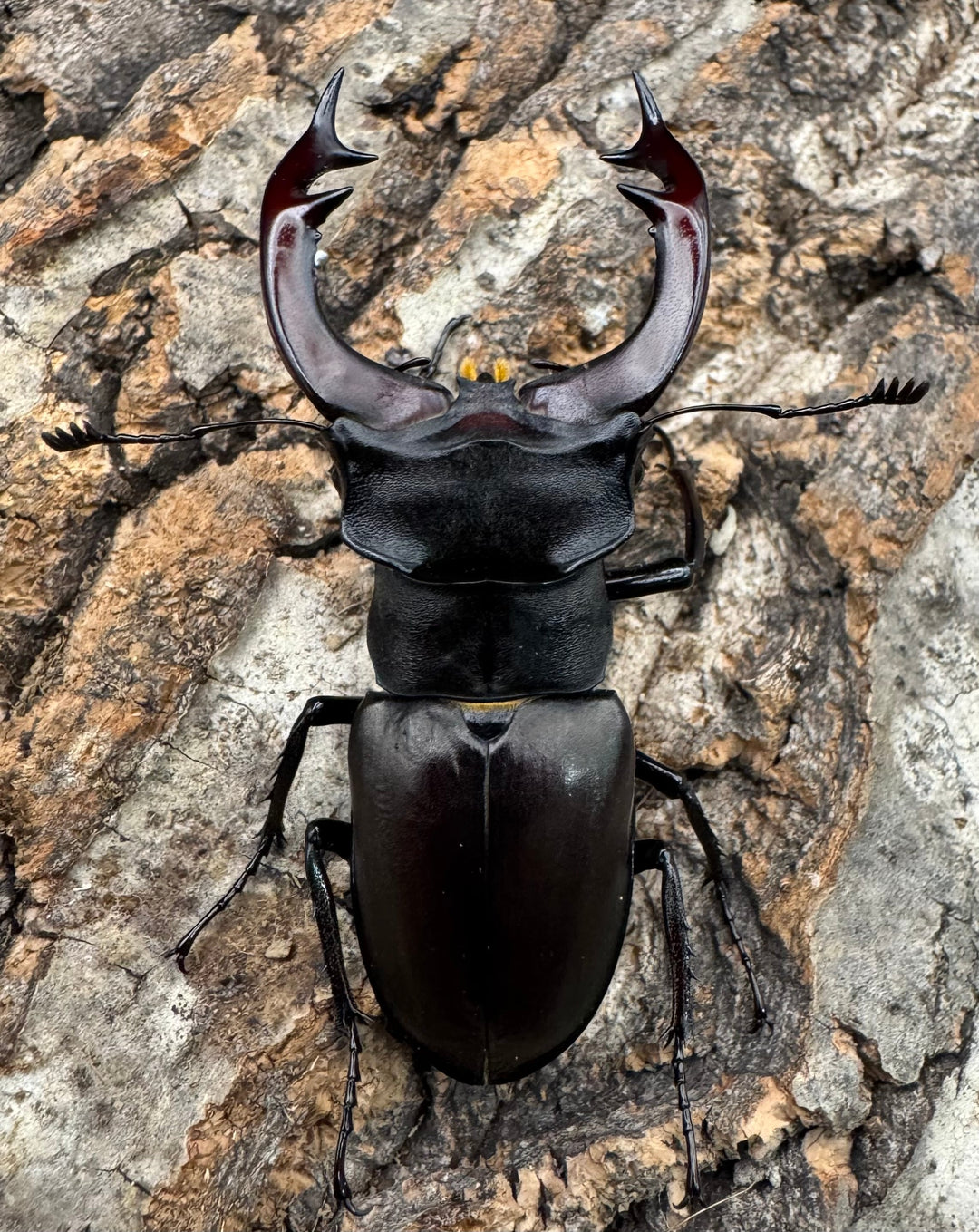 《ヨーロッパミヤマ（ケルブスミヤマ） 62mm ペア》