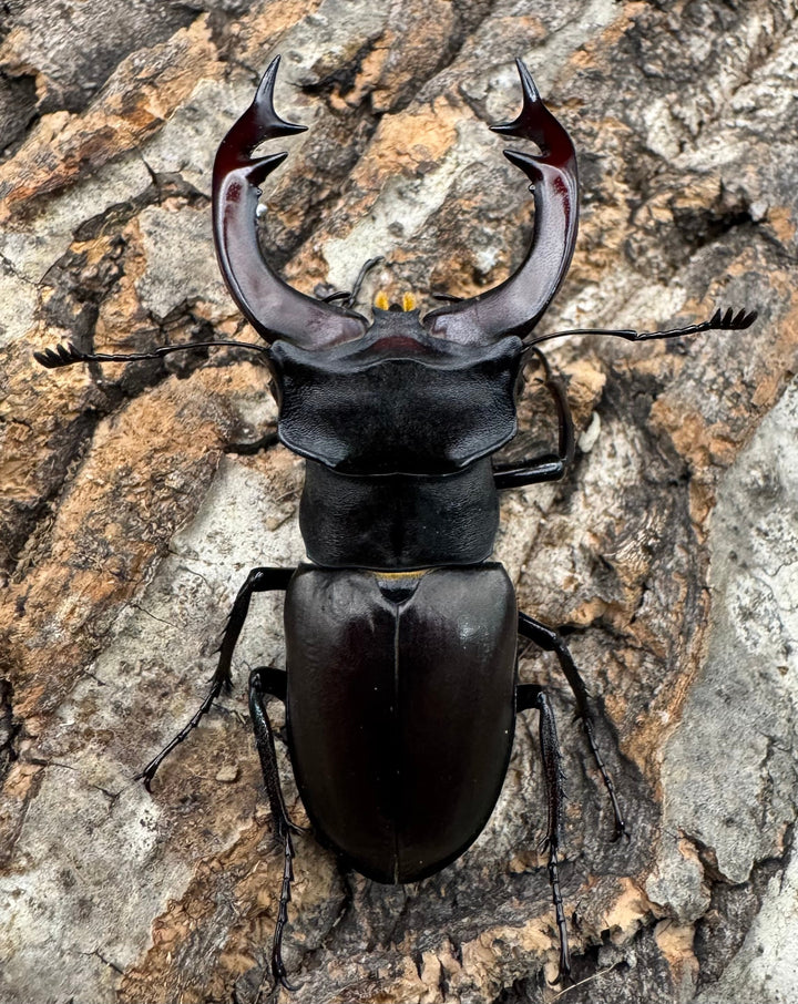 《ヨーロッパミヤマ（ケルブスミヤマ） 62mm ペア》