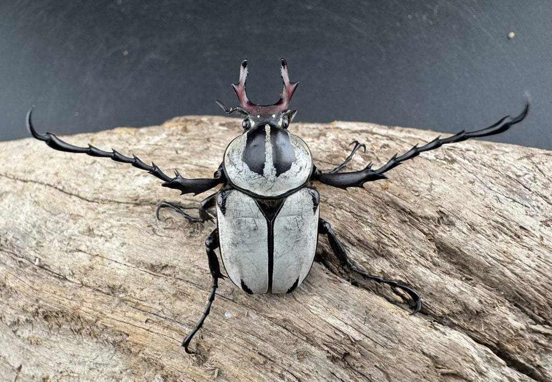 【WD】《アダムスツノハナムグリ Free ペア》③